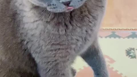 The funny cat angry with its owner