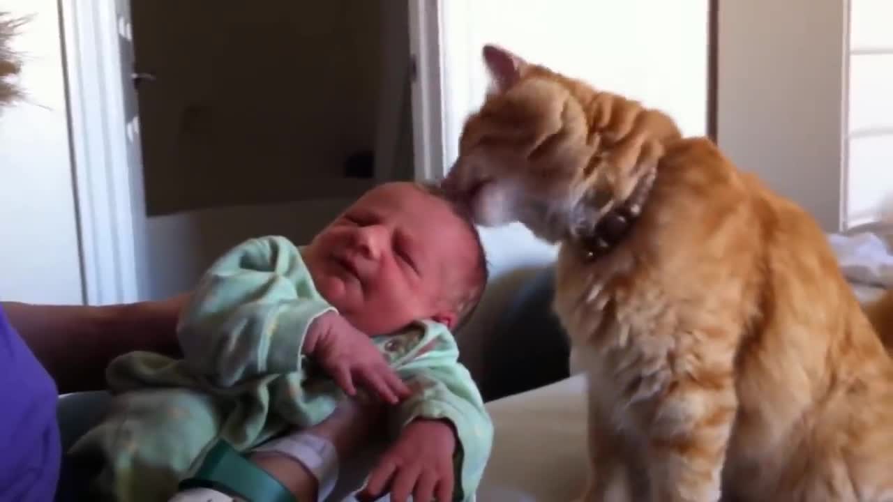 Cats and babies seeing each other for the first time