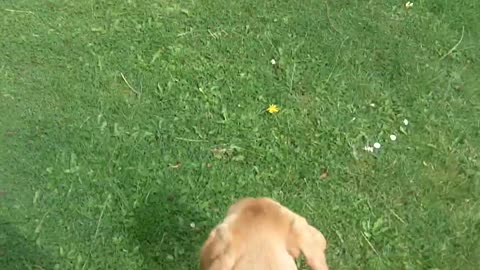 Labrador puppy good boy not chasing the Guinea Fowl