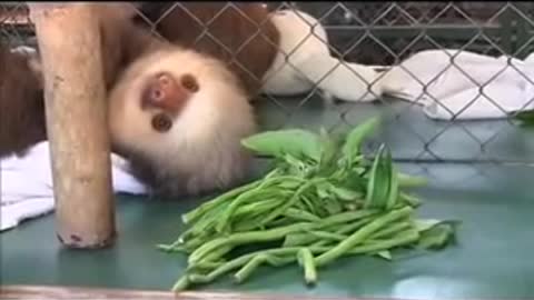 Meet the sloths