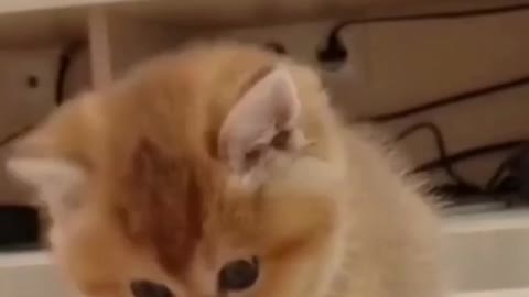 Baby Cats- Cute and Funny Cat videos 2021