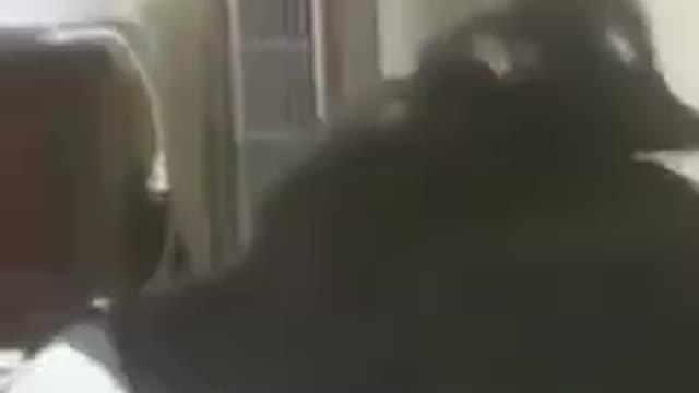 Cat bite with music by Disturbed - down with the sickness