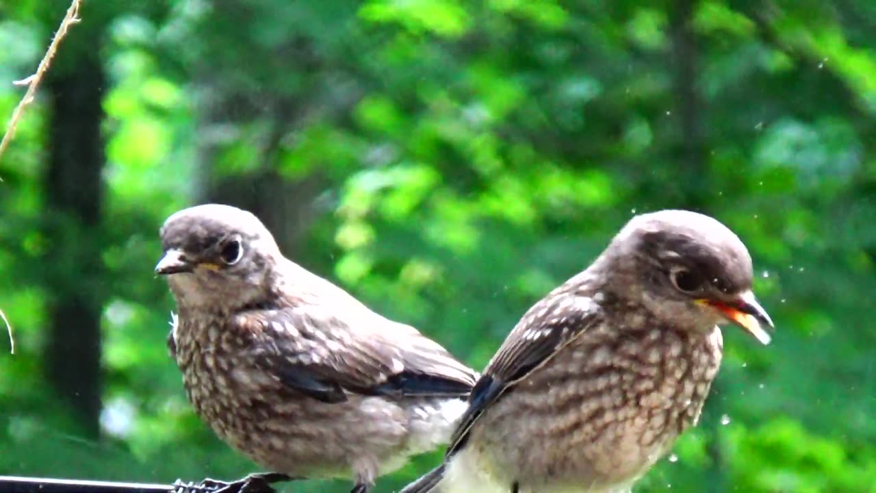 Baby Bluebirds