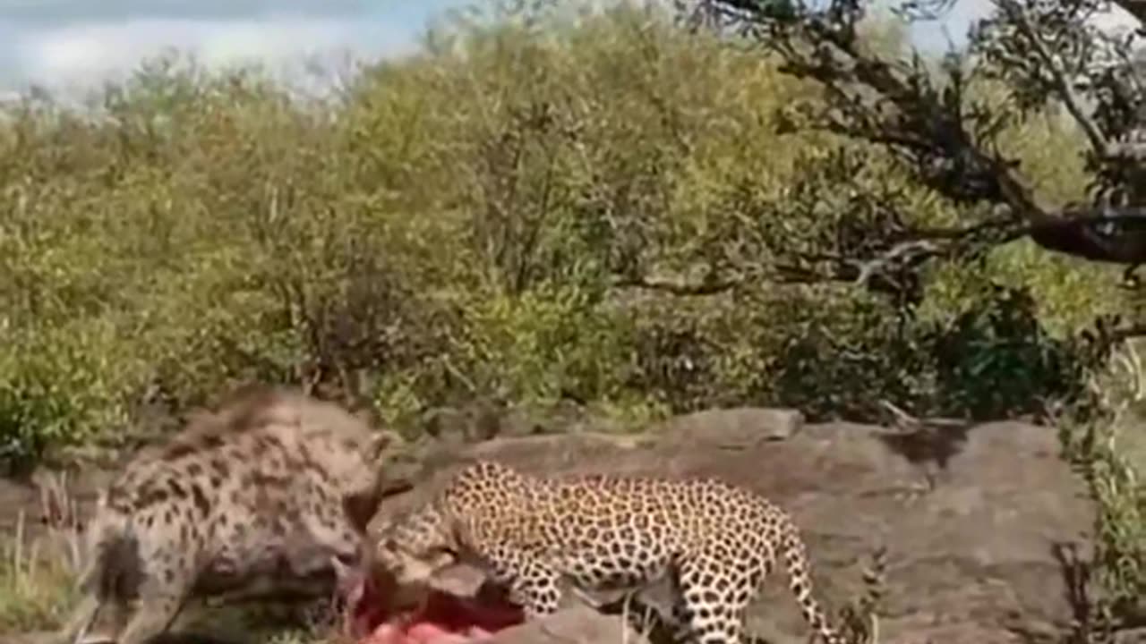 Hyenas and Leopard share meal