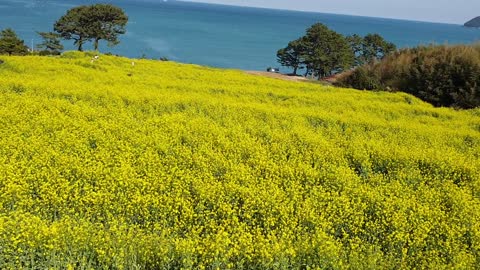 Rapeseed field