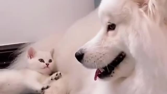 Funny and Cute Cat vs Dogs Videos Compilation