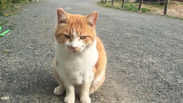 Cat in the Japanese garden