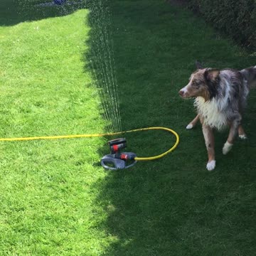 Cute dog fights the lawn sprinkler