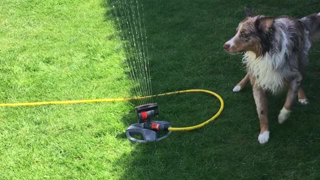 Cute dog fights the lawn sprinkler