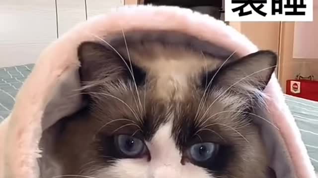 Cute and Funny Cat Video Compilation 2021 _Part _11 #shorts