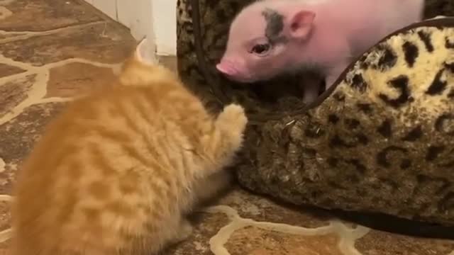 Little kitty and little piggy friendship