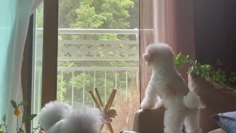 Sweet and innocent little puppy!!