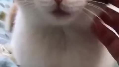 Funniest Cats and Dogs 🐶🐱 | Funny Animal Videos