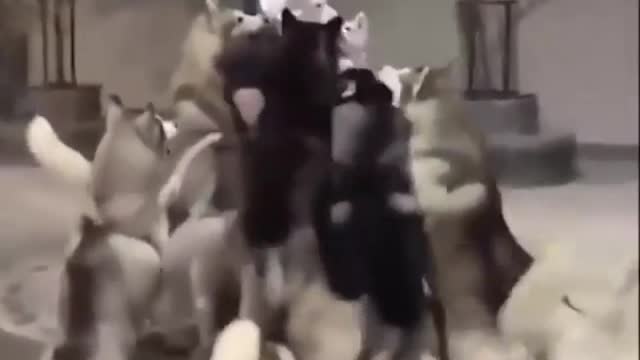 Mandog