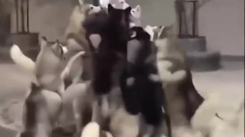 Mandog