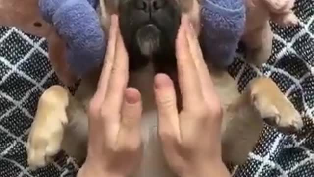 thus enjoyed how this dog