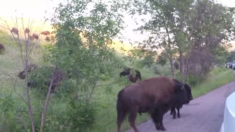 Buffalo Herd close to our truck in Custer State Park in South Dakota