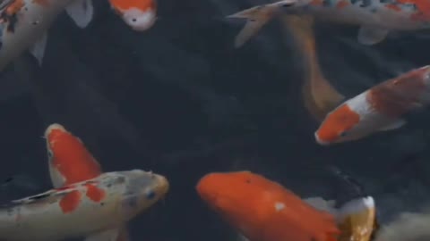 Beautiful fishes under water