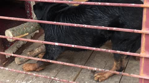 Dog Stopped By its Own Stick