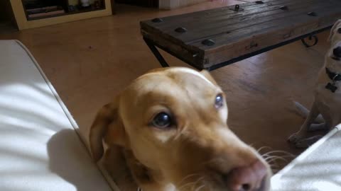 a large dog gently eating snacks out of her owner's hand while another dog sits patiently nearby