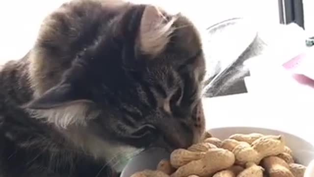 Brown cat eats peanuts out bowl and falls off shelf