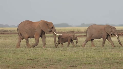 Elephant Migration