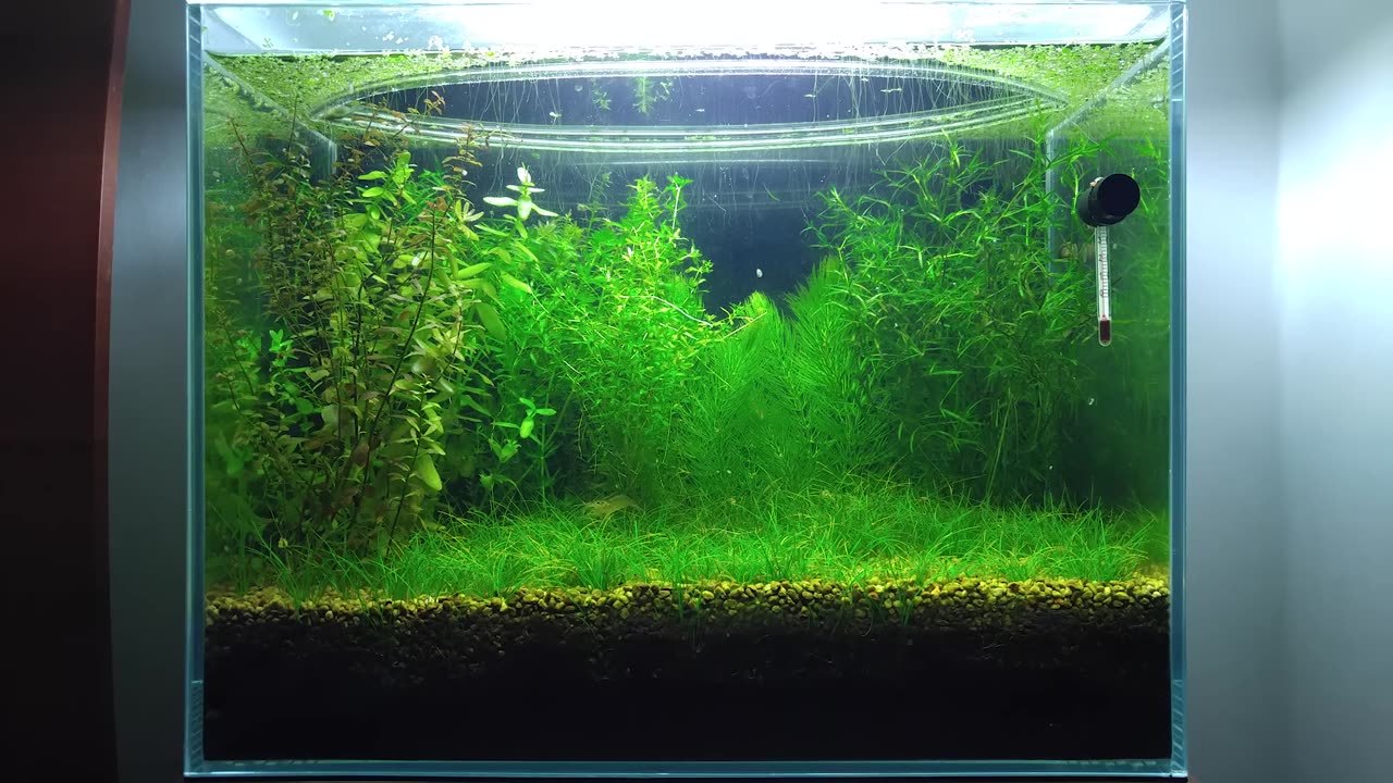 5 Months Update Baby Food, Shrimplets, Brine Shrimp, Infusoria, NO filter, NO CO2, NO Ferts 5 Gallon