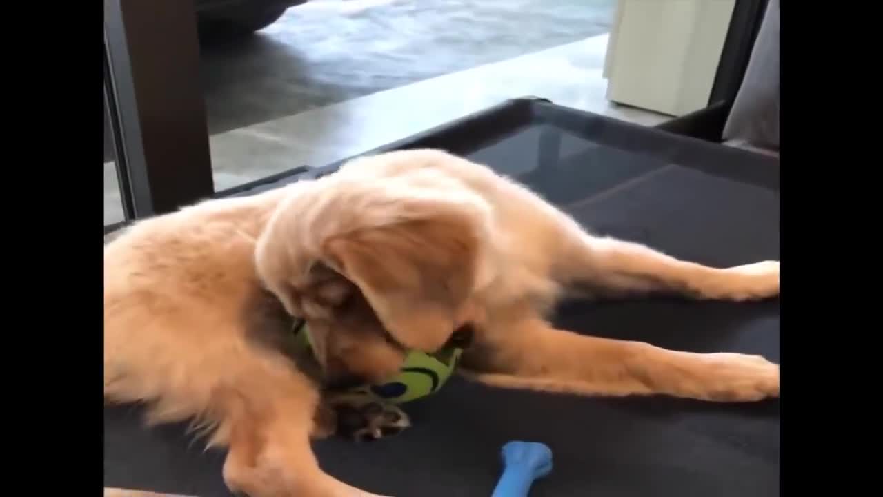 Retriver puppys