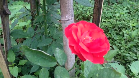 Beautiful roses in the forest