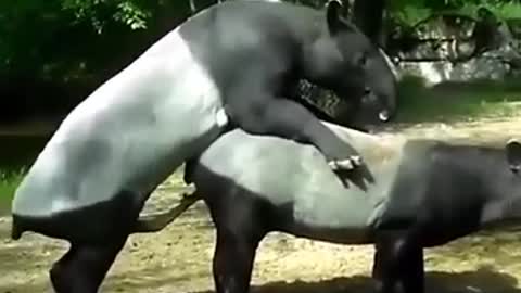 Viral !! Animals Around The World mating😂