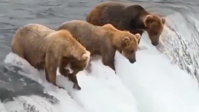 Bears on the water fall