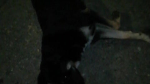 Poor dog