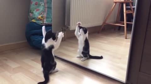 Funny cat and mirror video|funny videos