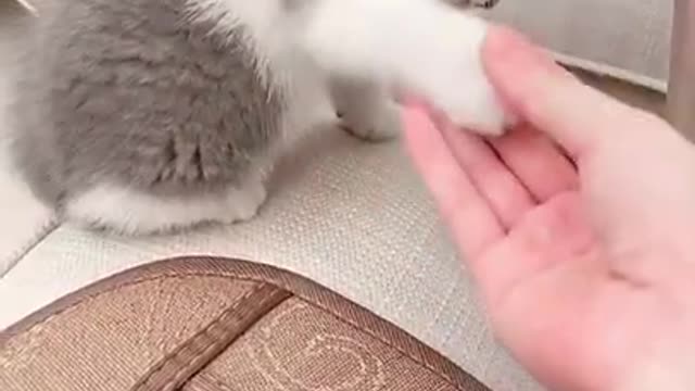 Funny and Cute Cat