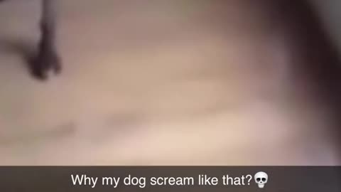 This dog's scream is interesting