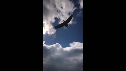 🦅 Eagle Feeding in Norway