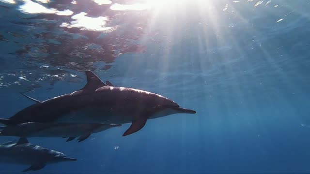 🐬 Friends of Martin and Peter 🐬