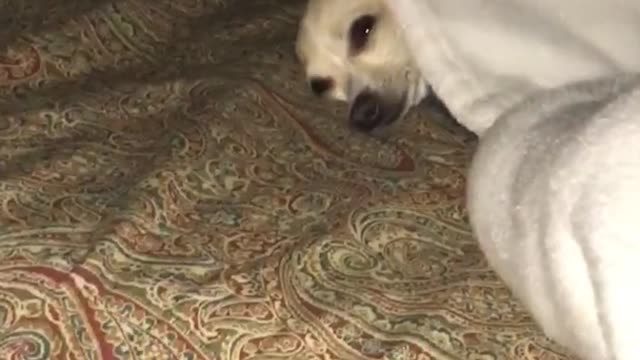 White dog on bed under blanket stares at nature's wick candle