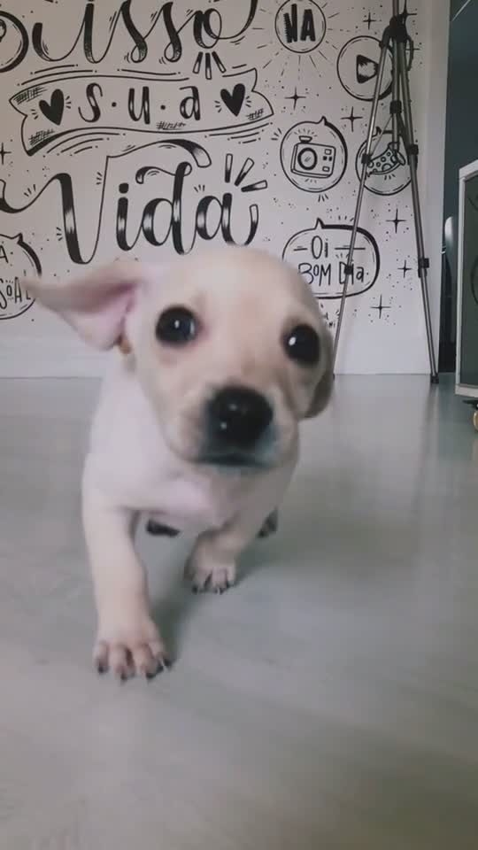 cute little dog running in slow motion