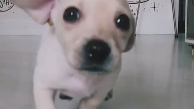 cute little dog running in slow motion