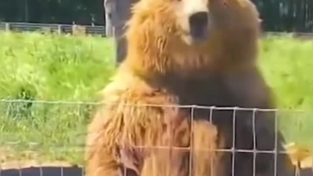 Best Funny Animal Videos 2022 😂😺