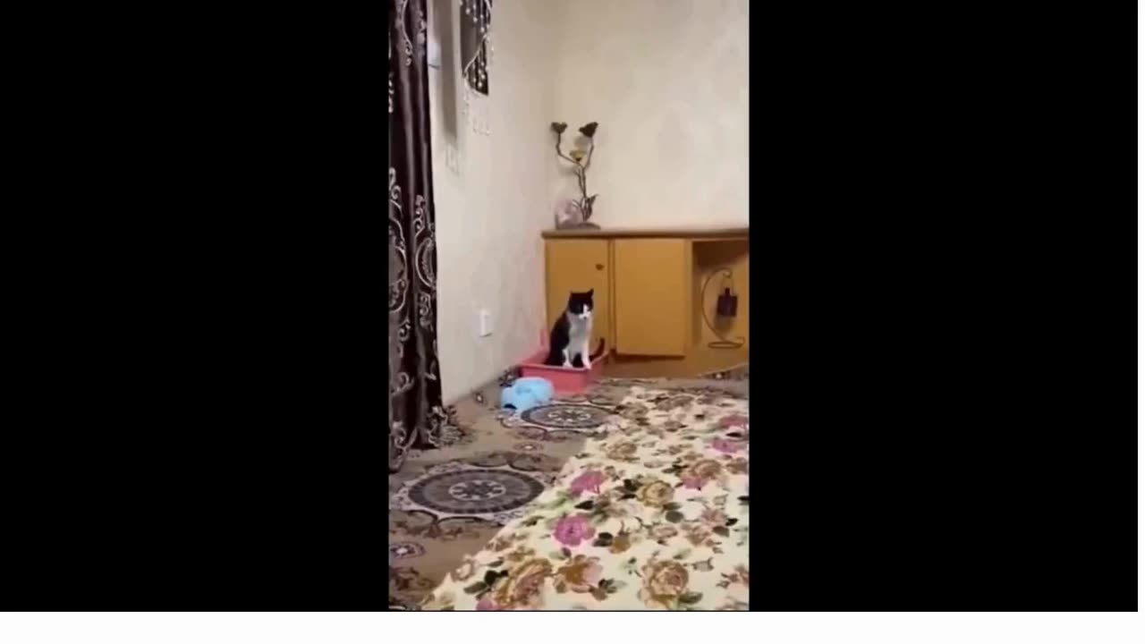 Trending animals funny videos 2024 #funny #catvideos