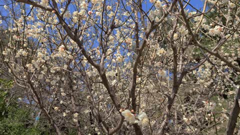 Spring and flowers..!!