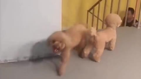 Best Funniest Animals || Try Not To Laugh Watching 2022 Funny Animal Videos