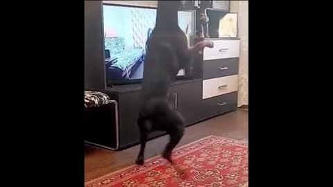 Funny video
