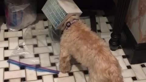 Blonde dog gets head stuck in kleenex tissue box