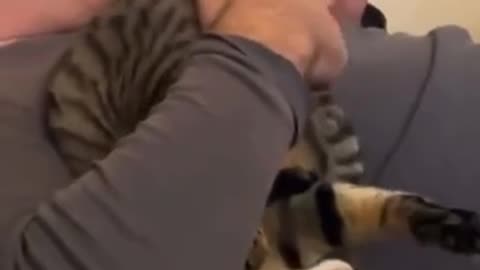 Signs that your cat is weird 😂
