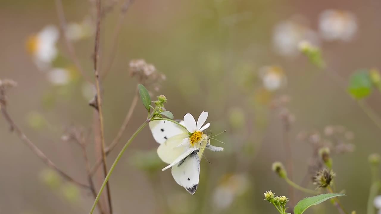 white flower