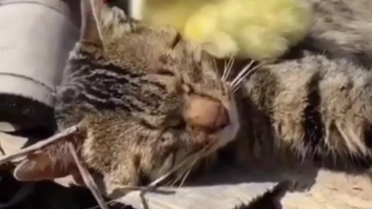 Funny CAT Video You will laught so hard :D