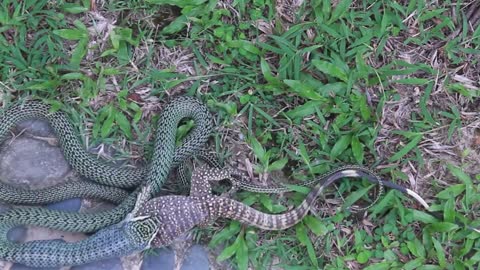 Golden Tree Snake Eating Monitor Lizard